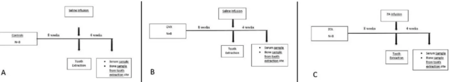 Fig. 1 A) Schematic representation of sham-operated control group (Control), B) Schematic representation of ovariectomy + saline group (OVX), C) Schematic representation of ovariectomy + Zoledronic acid group (ZOL).