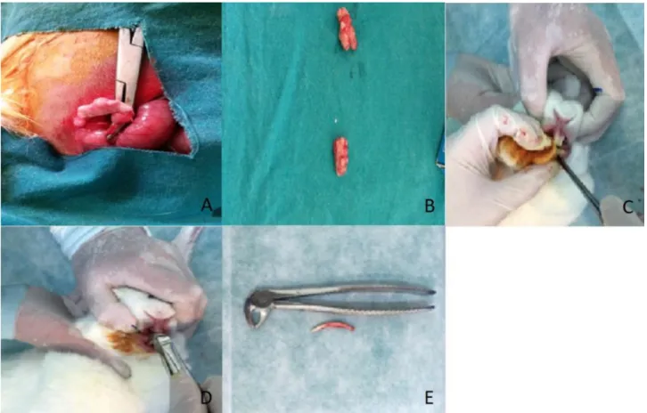 Fig. 2 A) Ovarian of rabbit, B) Excised rabbit ovaries C) Luxation of rabbit mandibular incisor tooth, D) Extraction of rabbit mandibular incisor tooth, E) The rabbit mandibular incisor tooth.