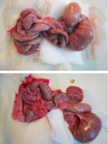 Fig. 1. Pale-looking intestinal segments of I/R group (a) and pink-looking in- in-testinal segments of I/R + TS group (b) after 30 min I/R