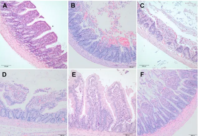 Fig. 3. Histopathological examination of intestinal tissue samples. A: All villi are intact in negative control (sham) group