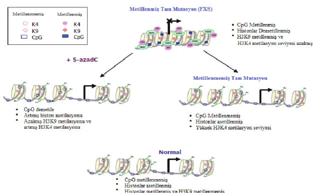 Şekil  2.  Normal,  Metillenmiş  ve  Metillenmemiş  Tam  Mutasyon  Allellerindeki  Epigenetik  Değişikliklerin  Şematik Gösterimi