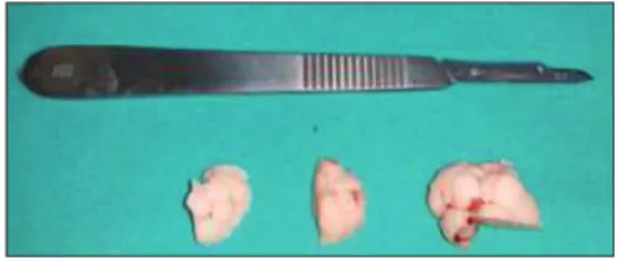 FIGURE 4: Postoperative 24-month control CBCT.