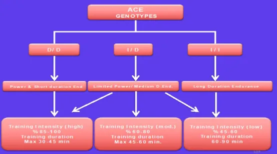 Table 1.1: Classification of individuals with ACE genotype and their athletic performance characteristics