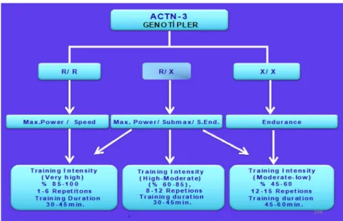 Table 1.2: Classification of those with the ACTN3 genotype and their athletic performance characteristics 
