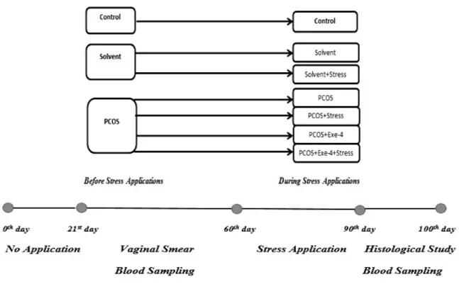 Figure 1. The groups of the study before and during stress applications 
