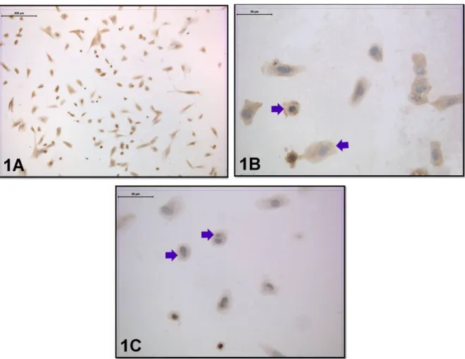 Figure 1. Leptin-receptor immunoreactivity was seen in the coculture without embryo transfer