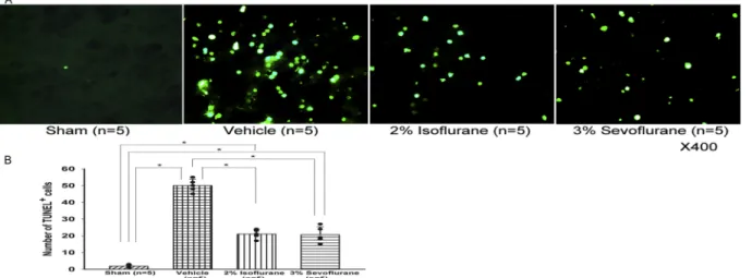Fig. 4. Representative Western blots and quantitative analysis of cycloox- cycloox-ygenase-2 (COX-2) in the left cerebral hemisphere at 24 h after subarachnoid hemorrhage