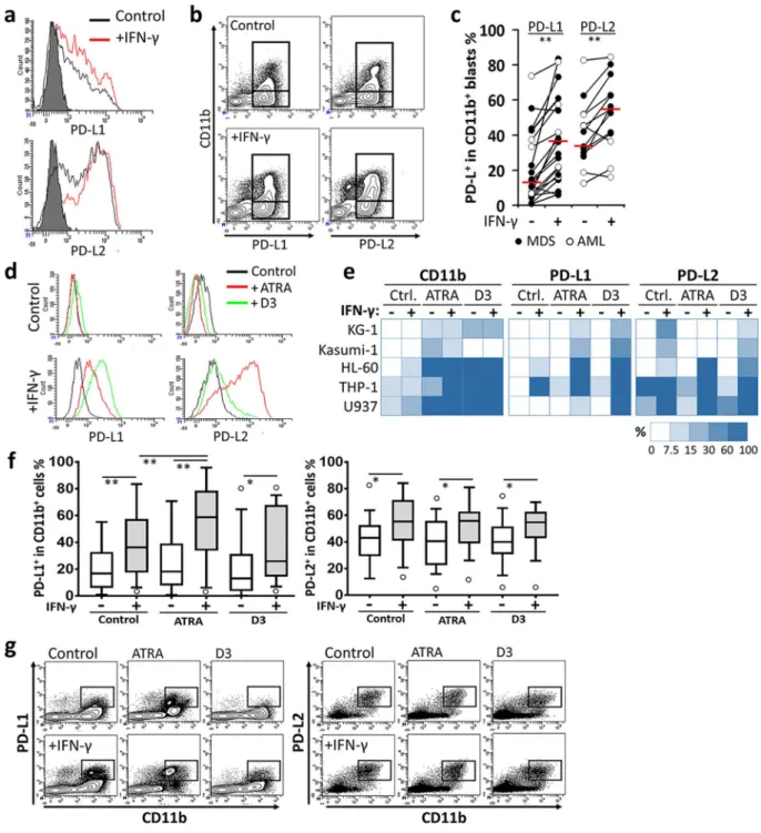 Figure 1. CD11b +  MDS and AML cells have increased capacity to express PD-1 ligands in response to IFN-γ