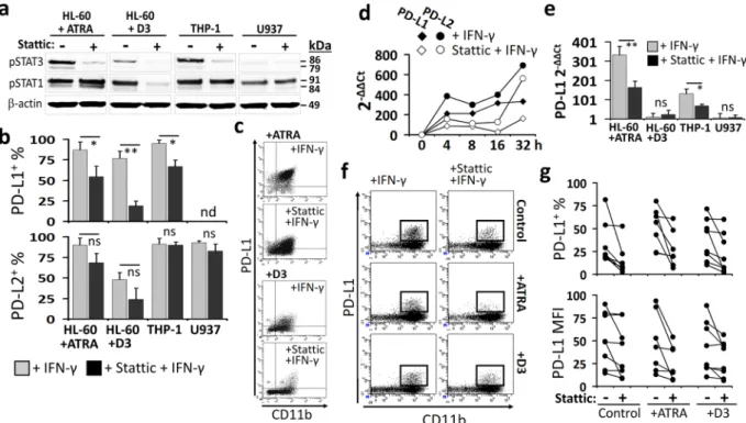 Figure 3.  Interfering the STAT1/STAT3 pathway with the small-molecule stattic hinders the IFN-γ-induced  upregulation of PD-1 ligands in myeloid leukemia cells