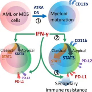 Figure 5.  Schematic demonstration of the major findings. (1) Maturation of AML or MDS cells was stimulated  by ATRA or D3 treatment and myeloid maturation could be followed by CD11b positivity
