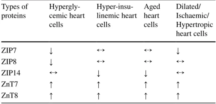 Table 3    The re-distribution of some  Zn 2+ -transporters localized to  the mitochondria in mammalian ventricular cardiomyocytes under  pathological conditions