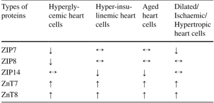 Table 3    The re-distribution of some  Zn 2+ -transporters localized to  the mitochondria in mammalian ventricular cardiomyocytes under  pathological conditions