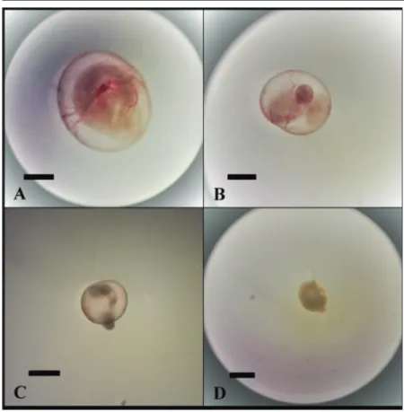 Fig 3. Yolk sac vessel development. A: Control group, B: 100 ng/mL triclosan group,  C: 200 ng/mL triclosan group, D: 300 ng/mL triclosan group; Bar: 1 mm