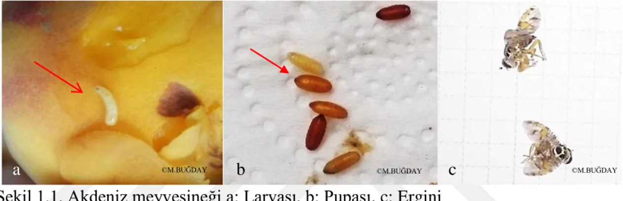 ġekil 1.1. Akdeniz meyvesineği a: Larvası, b: Pupası, c: Ergini 
