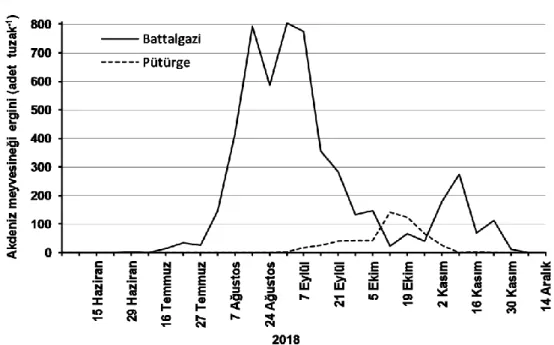Şekil  3.  Ceratitis  capitata’nın  Malatya  ili  Battalgazi  ve  Pütürge  ilçelerinde  2018  yılı  ergin  popülasyon  değişimi  (Grafikte  sunulan  sayım  tarihleri  Battalgazi  ilçesindeki  tarihlerdir