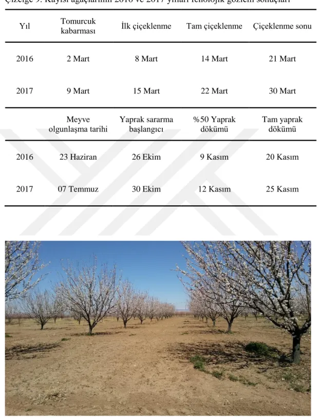 Çizelge 9. Kayısı ağaçlarının 2016 ve 2017 yılları fenolojik gözlem sonuçları  Yıl  Tomurcuk  kabarması  İlk çiçeklenme  Tam çiçeklenme  Çiçeklenme sonu 