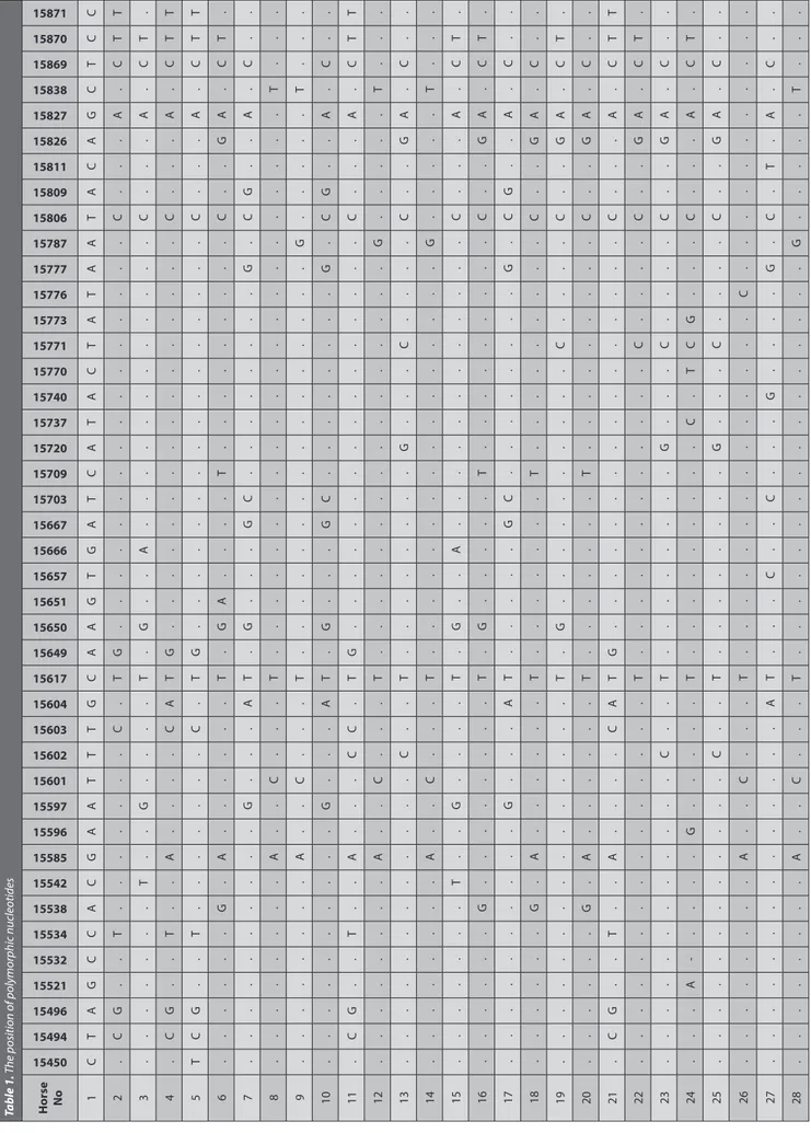 Table 1. The position of polymorphic nucleotides Horse  No 15450154941549615521155321553415538155421558515596155971560115602156031560415617156491565015651156571566615667157031570915720157371574015770157711577315776157771578715806158091581115826158271583815