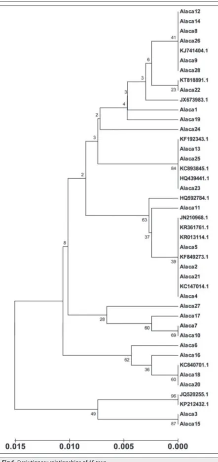 Fig 6. Evolutionary relationships of 45 taxa