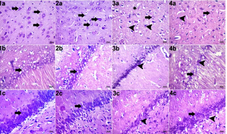 Fig. 1. Objective images of x40 from different parts of the brain tissue belonging to the groups