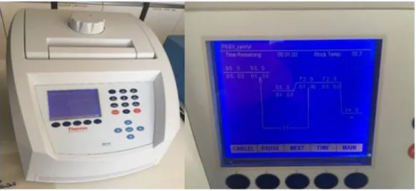 Çizelge 3.1. PVY için kullanılan PCR sıcaklık döngüsü 