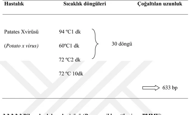 Çizelge 3.2. PVX için kullanılan PCR sıcaklık döngüsü 