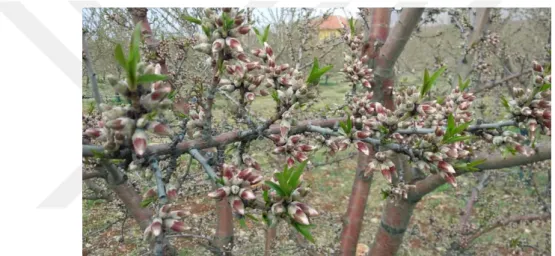Şekil 3.3. Pembe Tomurcuk    