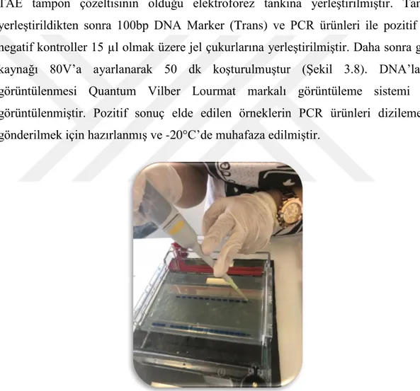 Şekil 3.8. PCR ürünlerinin elektroforez cihazına yüklenmesi  3.2.2.5. DNA Dizilemesi ve Filogenetik Analiz 