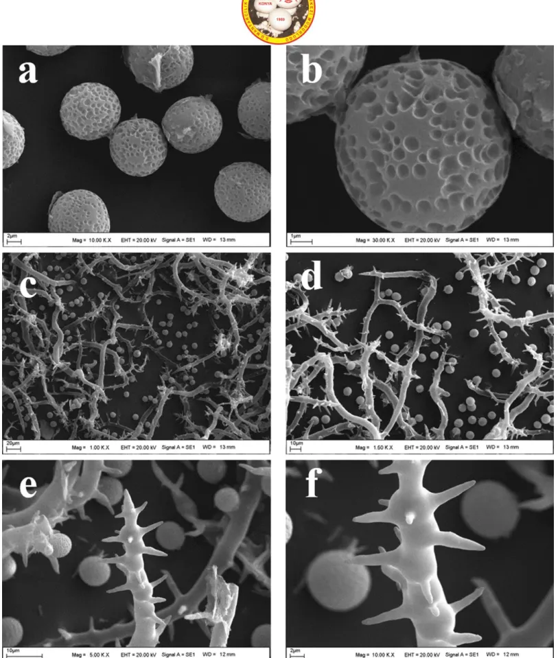 Figure  2.  Mycenastrum  corium as  viewed  by  a  scanning  electron  microscope  (SEM):  a-b