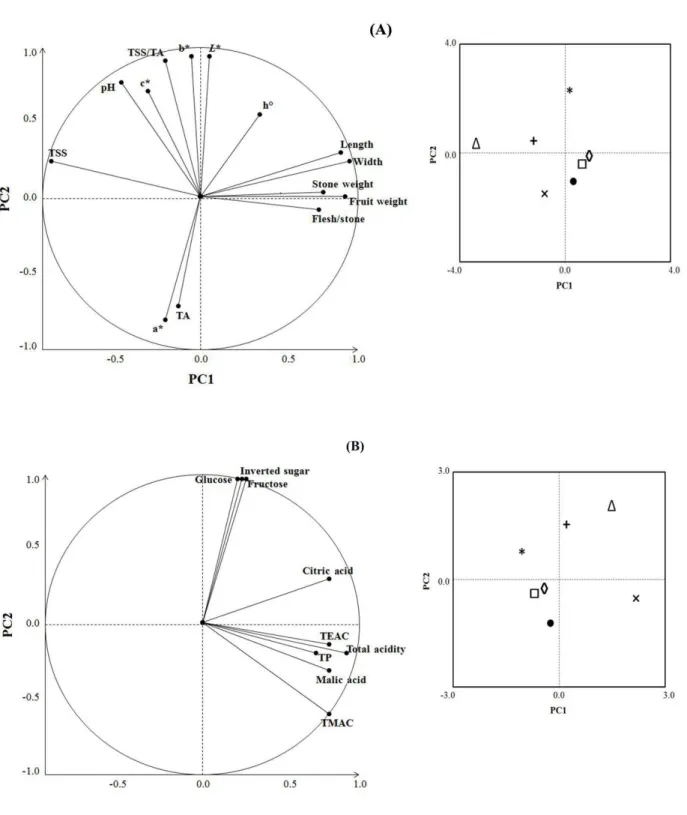 Fig. 1. Segregation of cherry genotypes according to pomological (A) and phytochemical (B) characteristics determined by  principal component analysis; ∆ = mahaleb; + = wild sweet; × = wild sour; □ = ‘Napoleon’/wild sweet; ◊ = ‘Napoleon’/ mahaleb; * = ‘Sta