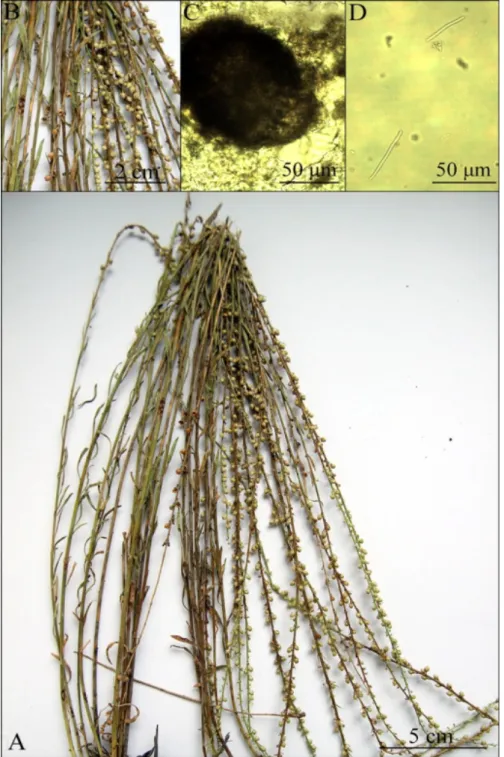 Figure 3. S. antirrhini on Antirrhinum majus A- dried herbarium specimen; B- infected plant;  C- LM view of Pycnidium; D- LM view of Conidia 