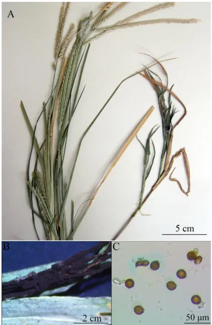 Figure 2. Melanopsichium eleusines, A. dried herbarium specimen, B. SM view of M. eleusines on sori,        C