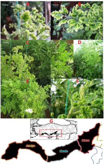 Figure 1. TYLVC symptoms of different strains from Turkey. A: TYLCV-Sar.; B: TYLCV-Sic; C:  TYLCV-Is; D: TYLCV-Mil.; E: TYLCV-Is + Sic.; F: TYLCV-Is + Mild; G: Surveying map of 