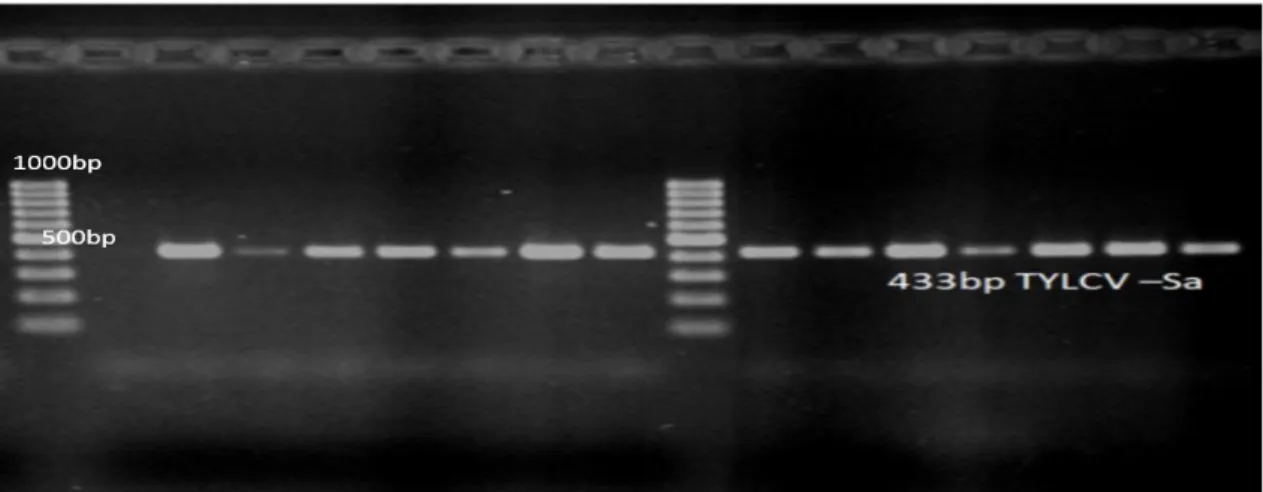 Figure 3. Strain specific PCR results for tomato yellow leaf curl Sardinia virus (TYLCSV-Sa)  433 bp 