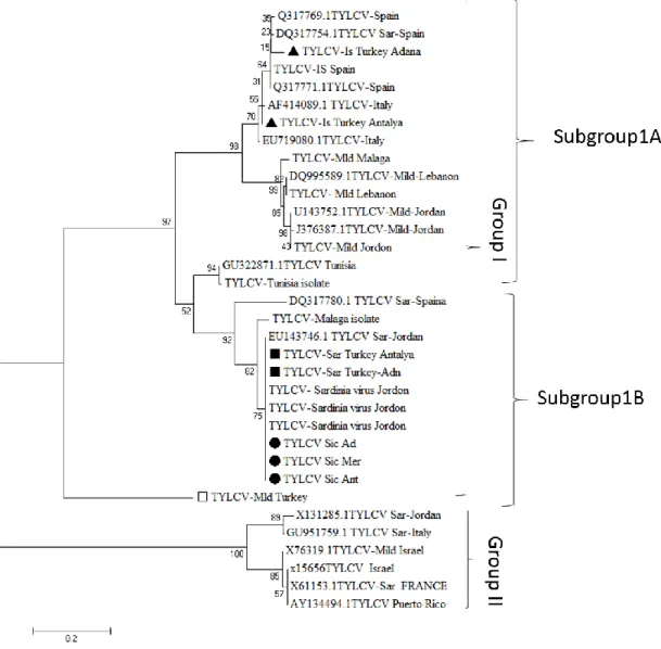 Figure 5. After haplotype analysis, phylogenetic trees were constructed with MEGA 7  programme