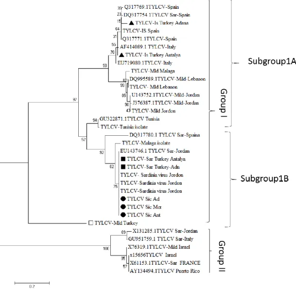 Figure 5. After haplotype analysis, phylogenetic trees were constructed with MEGA 7  programme