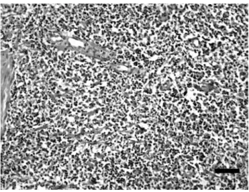 Fig 2. Microscopic observation of spleen, HE, Bar = 200 μm  Şekil 2. Dalağın mikroskobik görünüşü, HE, Bar = 200 μm