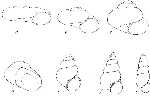 Şekil 1.1. Genel Kavkı Formları a) Az sarmallı düz helezon, b) basık yuvarlak, c) trokiform  d) neritiform (allometrik kavkı büyümesi) , e) oval konik (izometrik kavkı büyümesi),   f) konik,  g) fazla sarmallı uzun konik (turriform) (Hershler ve Ponder’den