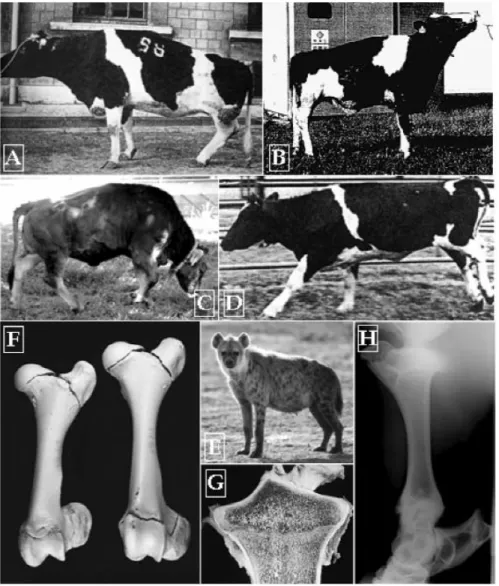 Şekil 1. A, B, C, D: Farklı araştırıcılar tarafından rapor edilen sırtlan hastalığı vakalarının klinik görünümleri (A: Blowey ve Weaver  8 ;  B: Takaki  3 ;  C:  Lanz ve ark