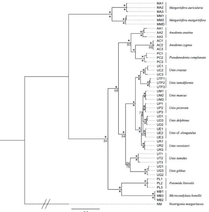 Fig. 1. Phylogenetic tree obtained by Bayesian inference analysis using the GTR + I + G model and maximum likelihood (ML) using the TPM2uf + I + G model of the combined mtDNA fragments [cytochrome oxidase subunit I (COI) and 16S]