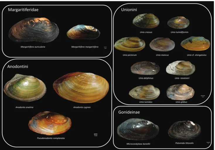 Fig. 2. Shells of representative freshwater mussel taxa in Europe.