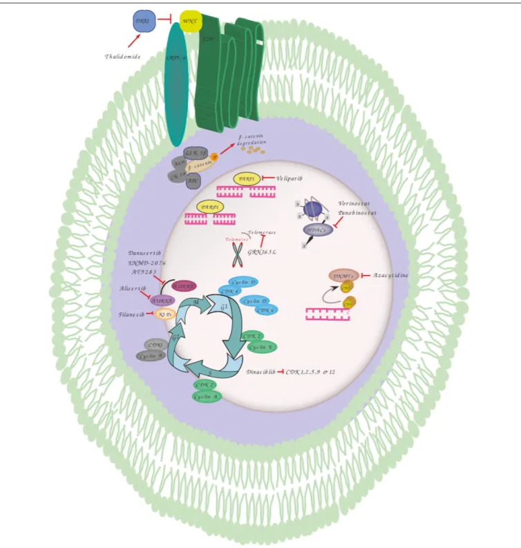 FIGURE 1 | Overview of genomic instability targets and relevant drugs. Thalidomide induces dickkopf WNT signaling pathway inhibitor 1 (DKK1) that blocks the interaction between frizzled (FZD) receptors and lowdensity lipoprotein receptor-related protein 5 