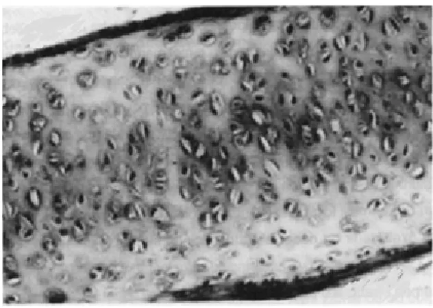 Şekil 1.1.'de görüldüğü gibi kıkırdak dokunun üst ve altında perikondrium arada ise matris ve kıkırdak hücreleri bulunmaktadır.