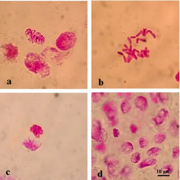 Figure 2.  Normal mitotic chromosome structure in the meristematic root tip cells of barley (H