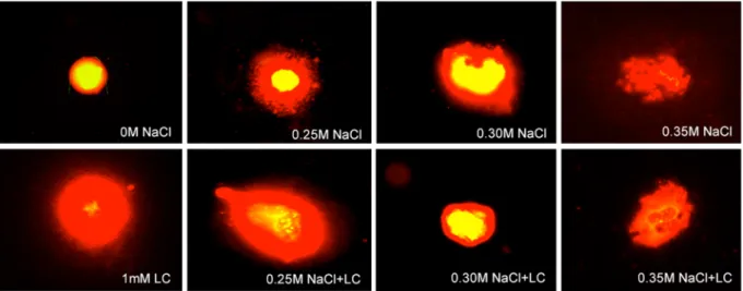 Figure 7.  Representative photos of DNA comets in the meristematic root tip cells of barley (H