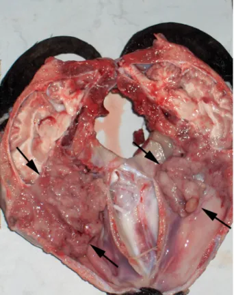 Figure 2. Histopathological appearance of the mixed  type of ENA. Haematoxylin and eosin; bar = 100 μ