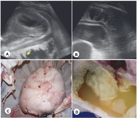 Fig. 1. Ultrasonographic and postmortem appearance of traumatic pericarditis (TP) in a cow