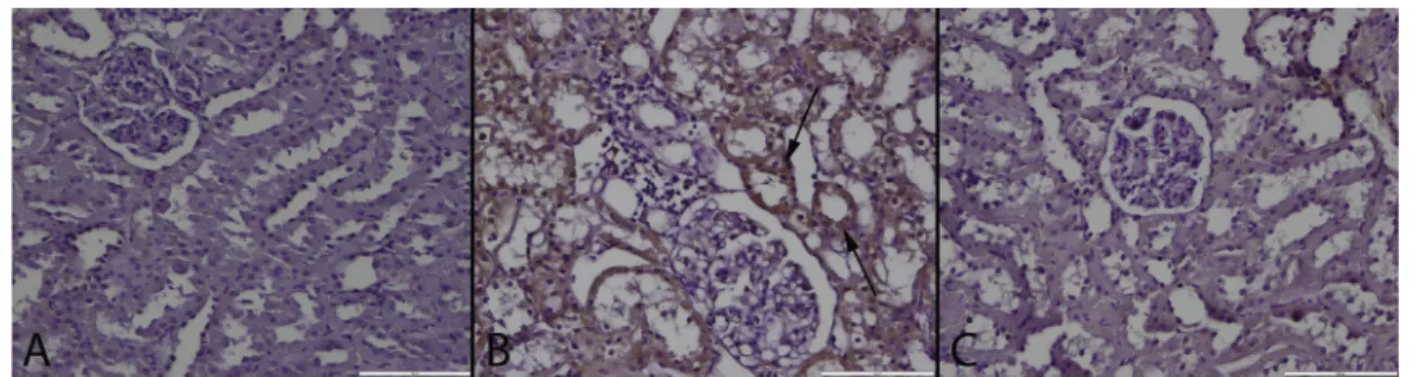 Fig. 4 e PGE-2 immunoreaction in the groups. (A): Negative immunoreaction in a kidney of a rat belonging control group, (B): Marked PGE2 expression in numerous proximal tubular epithelium (arrows) in a rat from MTX treated group, (C): PGE2 expression in so