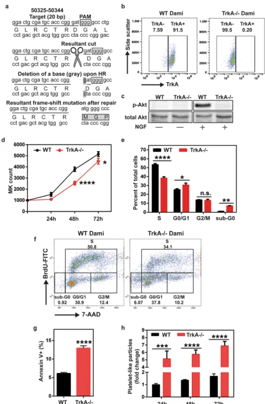 Figure 5.  TrkA deficient Dami cells exhibit decreased growth rate and cell survival as well as increased  platelet production