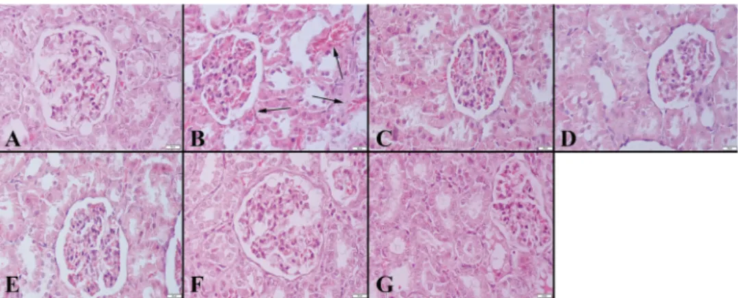 Figure 1. Histopathological appearance of the kidneys between the groups. (A) Normal tissue  architecture in Group I, (B) Marked hyperemia (arrows) in Group II, Normal kidney histology in  (C) Group III, (D) Group IV, (E) Group V, (F) Group VI and (G) Grou
