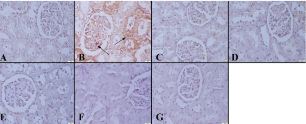 Figure 7. iNOS immunoreaction in kidneys between the groups. (A) Negative immunoreaction  in Group I, (B) Increased expression (arrows) in Group II, negative expression in (C) Group  III,  (D) Group IV, (E) Group V, (F) Group VI and (G) Group VII, Streptav